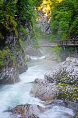 stream in the forest