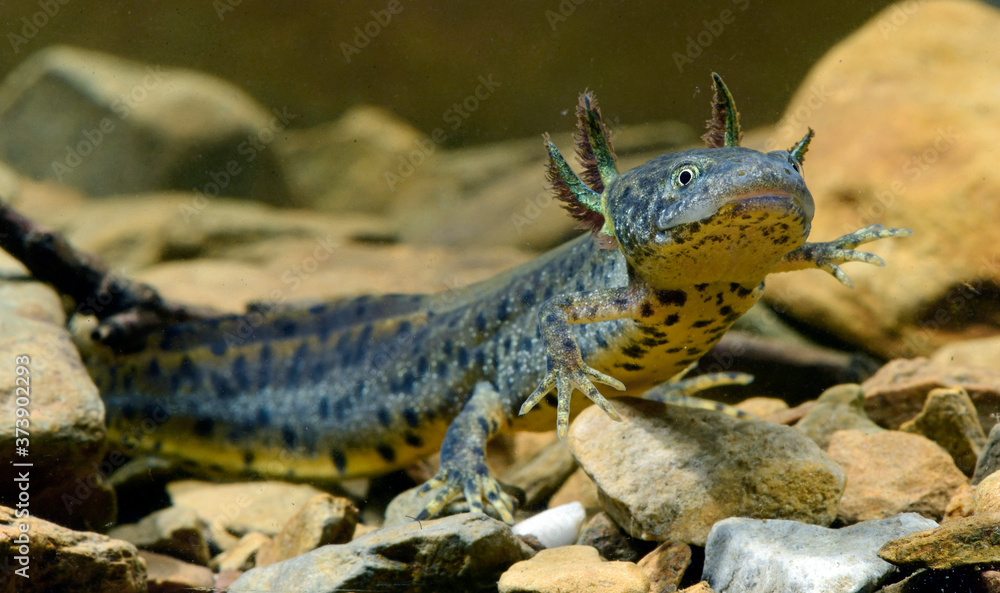 Sticker larva of the crested newt / Kammmolch-Larve (Triturus cristatus) - 