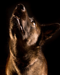 Perro-mascota-mirada-perruno-retrato-foto-estudio-lobo-mestizo-canino-labrador-adorable-mestizo-adoptar-negro