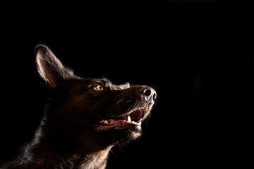 Perro-mascota-mirada-perruno-retrato-foto-estudio-lobo-mestizo-canino-labrador-adorable-mestizo-adoptar-negro