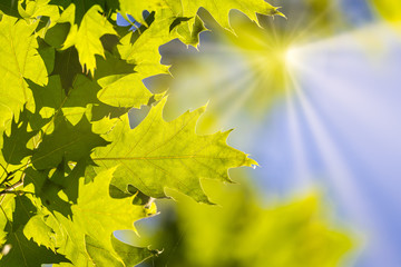 Vivid summertime background with lush green leafs against blue sunny sky.