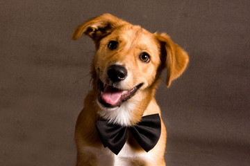 Perro-mascota-mirada-perruno-retrato-foto-estudio-pajarita-lengua-mestizo-cachorro-canino-labrador-adorable-mestizo-adoptar
