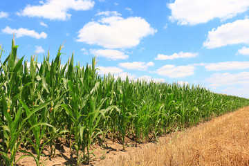A huge corn field. Lots of green shoots of green corn