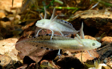 larva of the crested newt - Kammmolch-Larven (Triturus cristatus) 