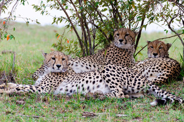 Five brother cheetah coalition called Tano bora resting under a bush in the plains of africa during...