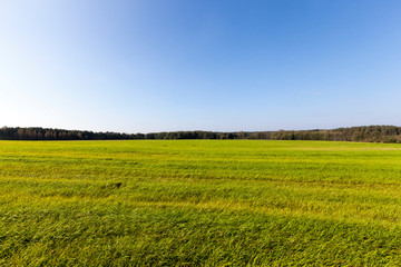 summer landscape