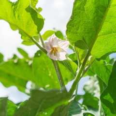 Lookup view of blossom purple eggplant flowers at homegrown garden near Dallas, Texas, USA