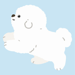 Flat colored white Bichon Frise jumping