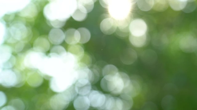 Beautiful green bokeh natural abstract 4k video background