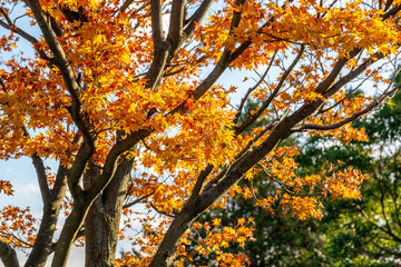 Fototapeta premium 秋のみさと公園