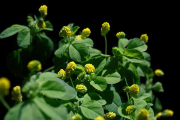 Yellow Medicago flowers with green leaves on a black background