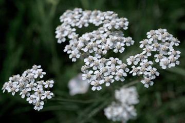 White flower common yarrow close up view from above