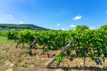 Fototapeta na wymiar winery rows of grape vines with Szarsomlyo hill in the background