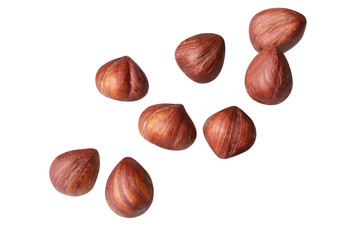 full  Hazelnut  fly on white isolated with clipping path