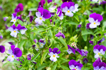 Obraz premium pansies on a background of grass in the garden