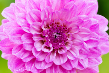 big pink flower