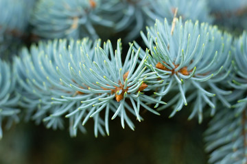 Naklejka na ściany i meble needles and branches of blue spruce