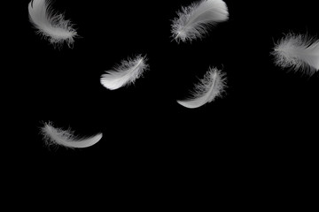 Abstract, Freedom. Light fluffy a white feathers falling down in the dark. Black background