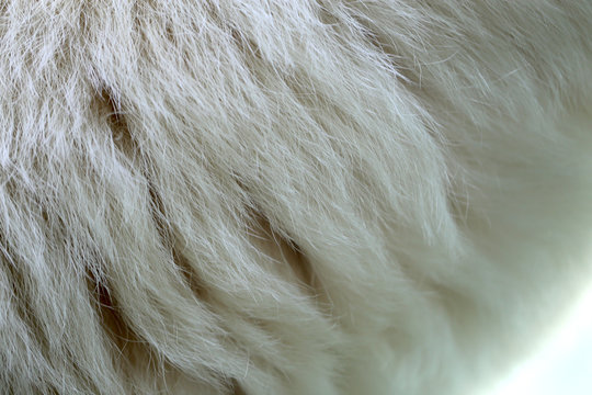 Photo background of white bear fur