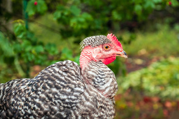 A young rooster with bare neck walks on green grass closeup