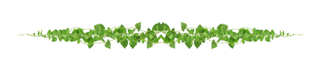 Heart shaped green leaves climbing vines ivy of cowslip creeper (Telosma cordata) the creeper...