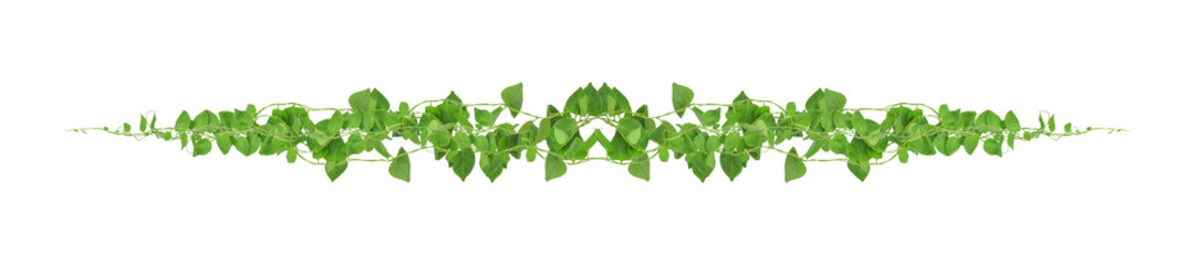 Heart shaped green leaves climbing vines ivy of cowslip creeper (Telosma cordata) the creeper forest plant growing in wild isolated on white background, clipping path included.