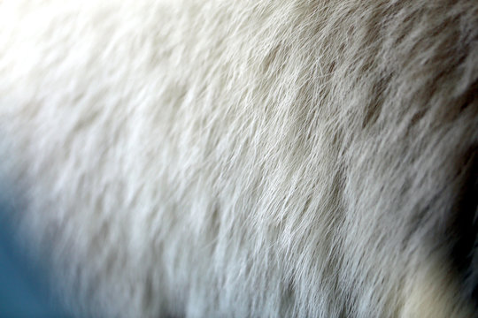 Photo background of white bear fur