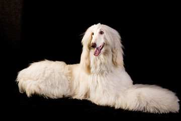 perro-mascotas-Lebrel afgano-pelo-pelo largo-blanco- pedigrí-retrato-mirada-movimiento-lengua-posar-fondo negro-negro-belleza-adorable