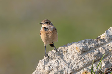 Close up of a Northern wheatear (Oenanthe oenanthe) in the field