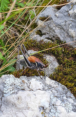 Obraz premium Grille