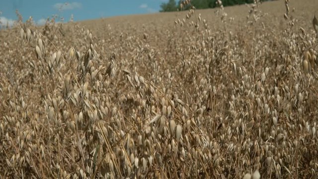 Oats dow to top close up slow motion shot, big gold oats field before harvest