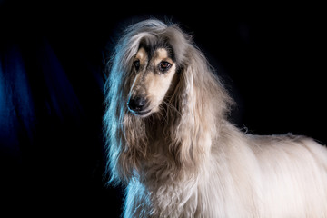 perro-mascotas-Lebrel afgano-pelo-pelo largo-blanco- pedigrí-retrato-mirada-movimiento-lengua-posar-fondo negro-negro-belleza-adorable