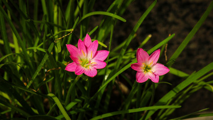 pink flowers among blades of grass