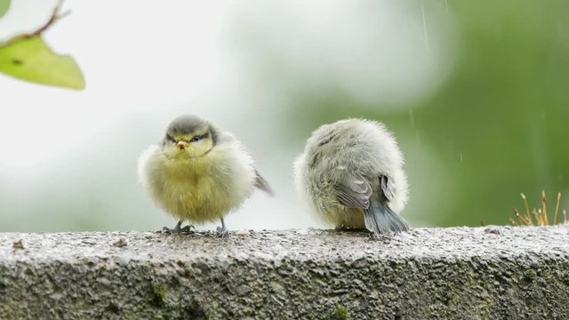 Cute young blue tits on a garden wall being fed by parents in the rain