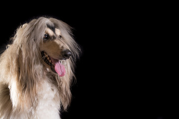 perro-mascotas-Lebrel afgano-pelo-pelo largo-blanco- pedigrí-retrato-mirada-movimiento-lengua-posar-fondo negro-negro-belleza-adorable