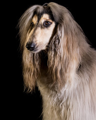 perro-mascotas-Lebrel afgano-pelo-pelo largo-blanco-...