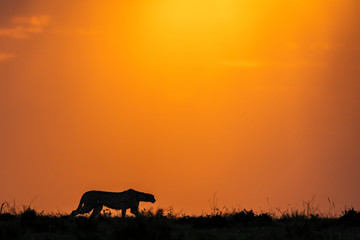 Fototapeta na wymiar A silhouette of an adult cheetah stalking prey at sunset in Masai Mara Kenya