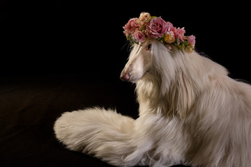 perro-mascotas-Lebrel afgano-pelo-pelo largo-blanco- pedigrí-tiara flores-collar flores-retrato-mirada-movimiento-lengua-posar-fondo negro-negro-belleza-adorable