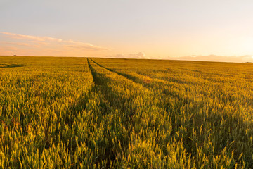Scenic view at beautiful summer sunset in a wheaten shiny field with golden wheat and sun rays, deep blue cloudy sky and rows leading far away, valley landscape