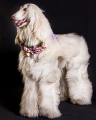 perro-mascotas-Lebrel afgano-pelo-pelo largo-blanco- pedigrí-tiara flores-collar flores-retrato-mirada-movimiento-lengua-posar-fondo negro-negro-belleza-adorable