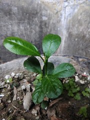 young green lime plant in the tub. Plant seedling in a pot