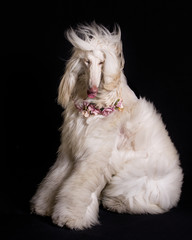 perro-mascotas-Lebrel afgano-pelo-pelo largo-blanco- pedigrí-tiara flores-collar...