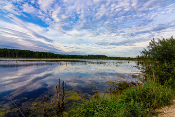 reflection of trees in water