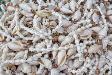 snails and sea shells