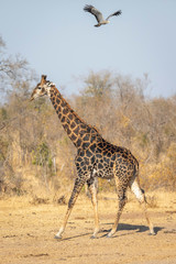 Male giraffe with oxpeckers walking and african harrier hawk flying in the sky in Kruger Park South Africa