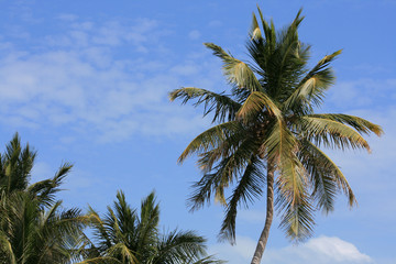palm trees against blue sky
