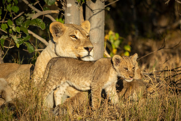 Mother and baby lion with beautiful eyes in Savuti in Botswana