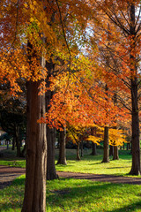 Fototapeta premium 秋のみさと公園