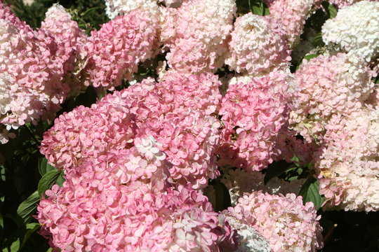 Pink flowers of hydrangea paniculata "Vanilla Fraise" in summer garden. Summer nature. Postcard with pink hydrangea paniculata "Vanilla Fraise". Hydrangeas blooming. Blossom in garden. Hydrangea bloom
