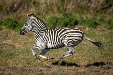 Fototapeta na wymiar Adult zebra running at full speed in Moremi in Okavango Delta in Botswana
